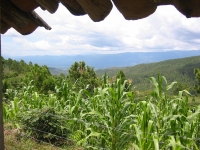 Honduras Farm